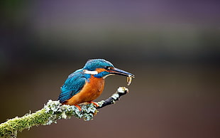shallow focus photography of blue and orange bird